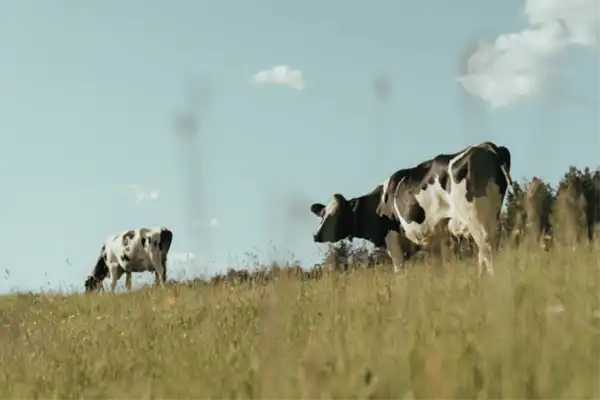 Vaches laitières dans un champs